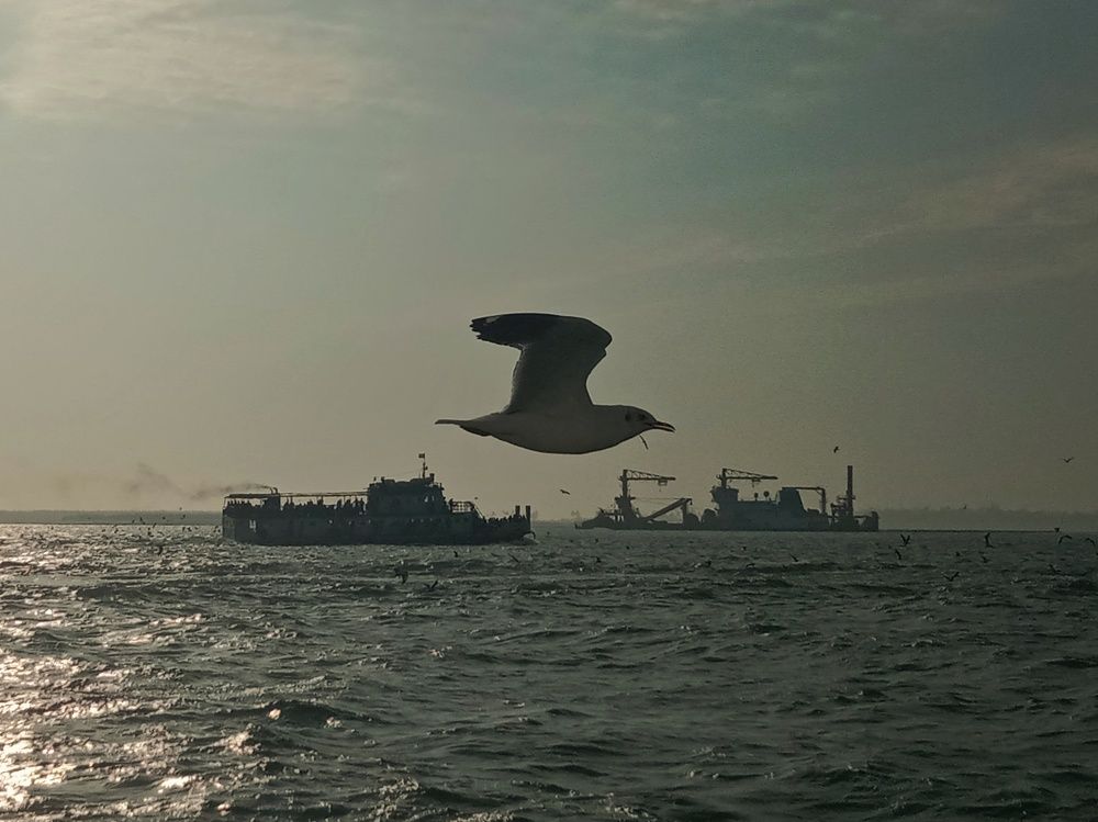 The marine