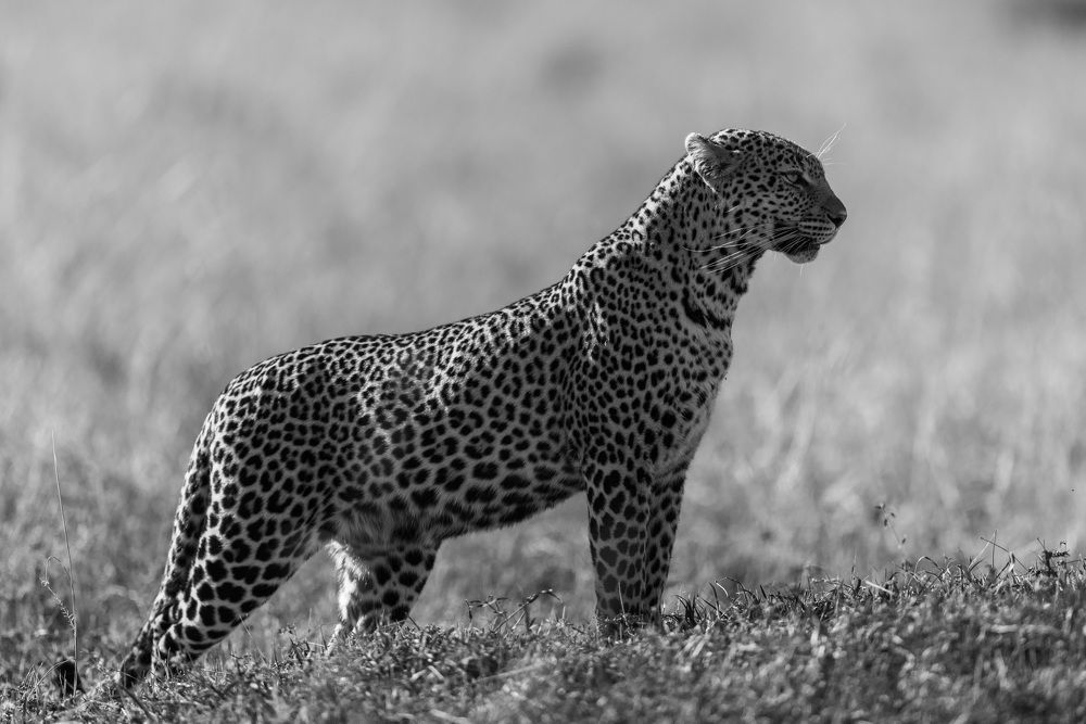 Photograph by Silvia Ribeiro