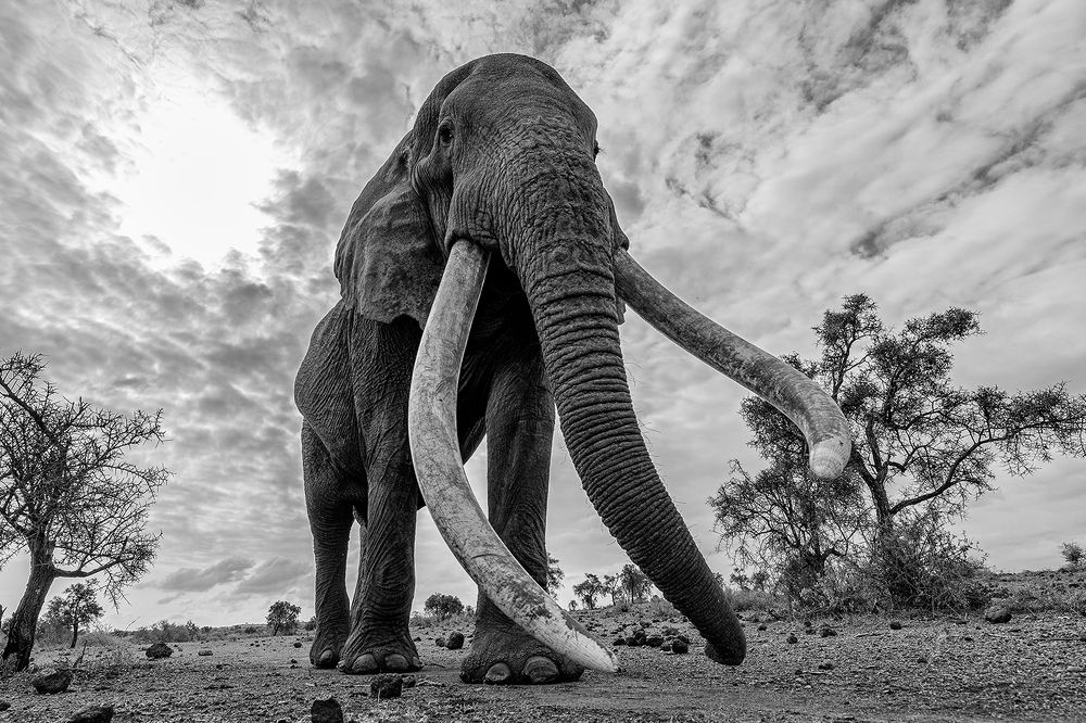 “Standing in the presence of giants - an up - close encounter with the majestic elephant, a humbling reminder of power and grace of the natural world”