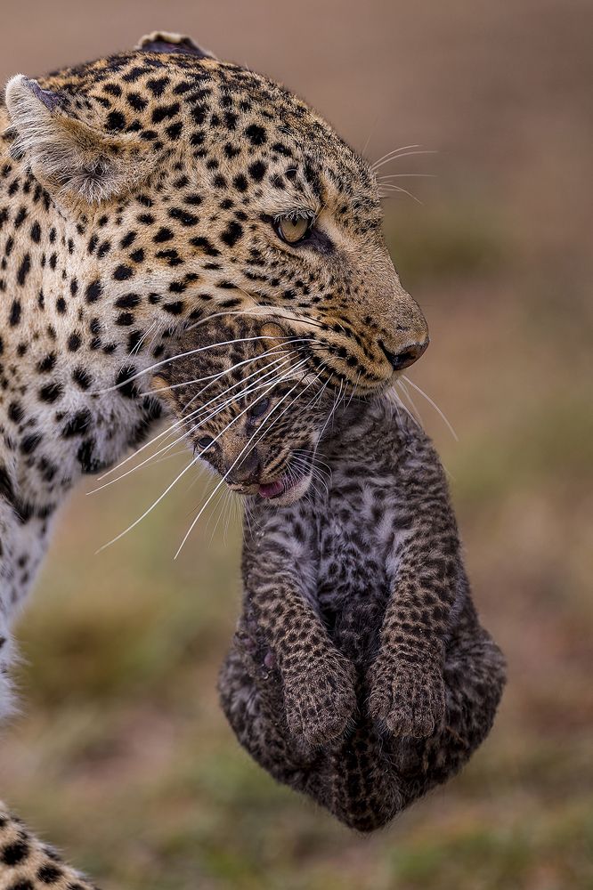 “A mother’s love knows no bounds – Witness the tenderness and devotion of a leopardess as she carries her precious cub through the Masai mara, a reminder of the strength and beauty of the maternal bond.”
