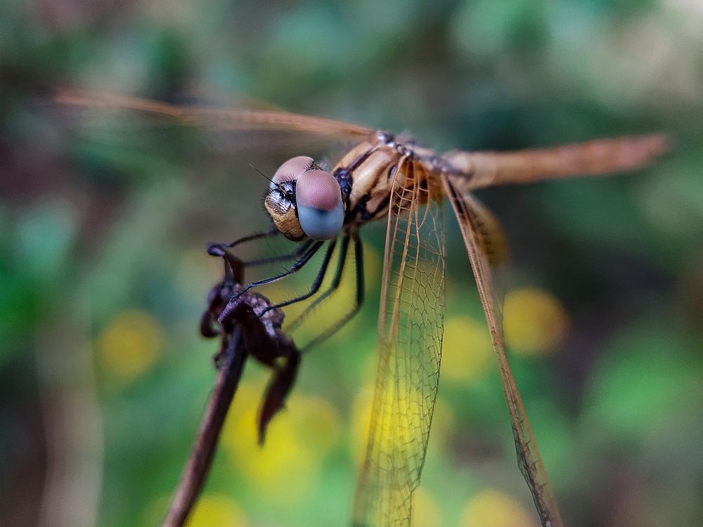 Photograph by HariKrishnan ms