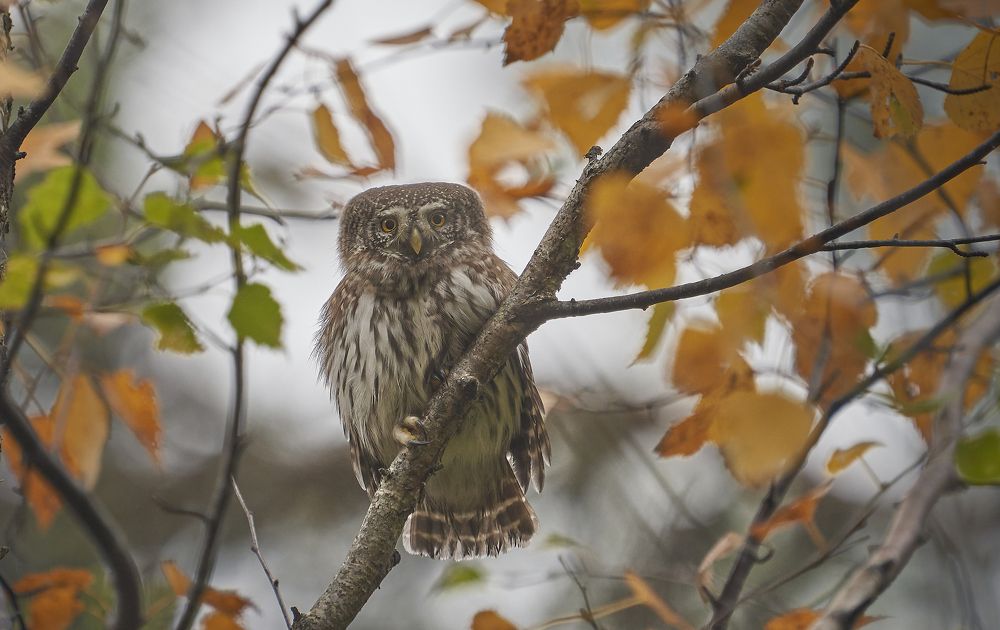 Pygmy Owl .