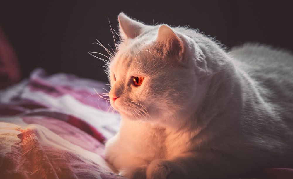 Photograph by Антон Чепуркин