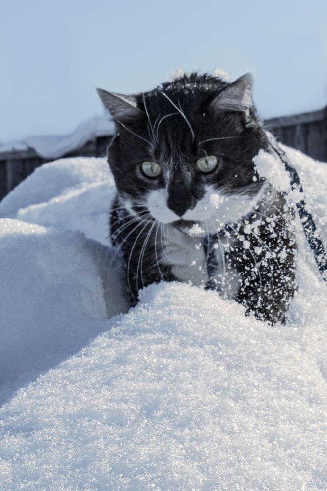 Фотография автора Марина Тирских