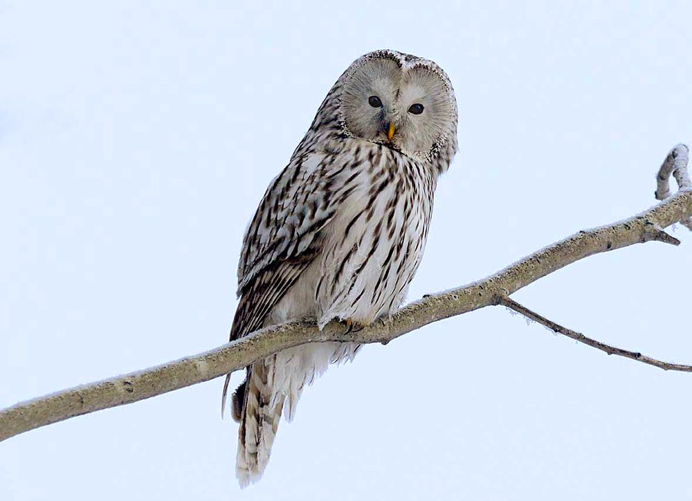 Дневной дозор