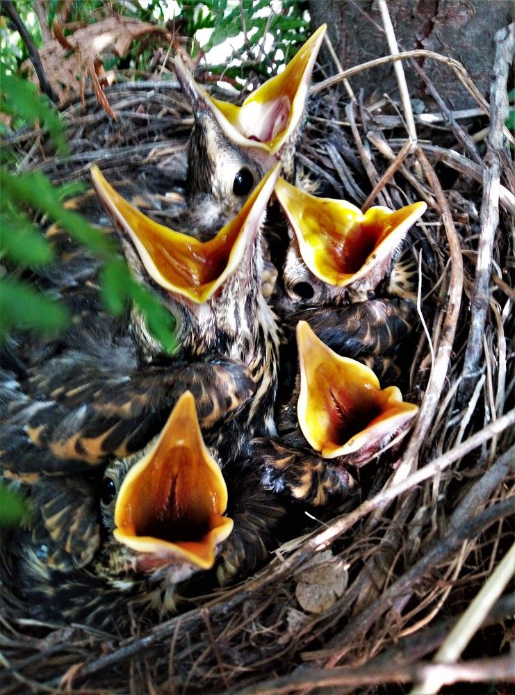 Хор турецкого