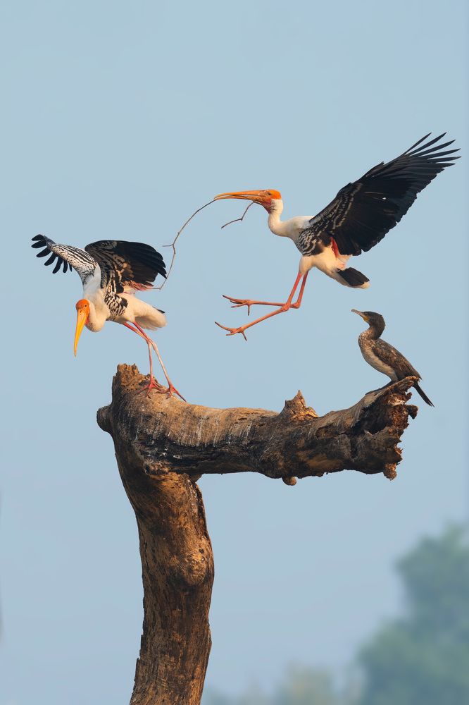 Struggle for Existence