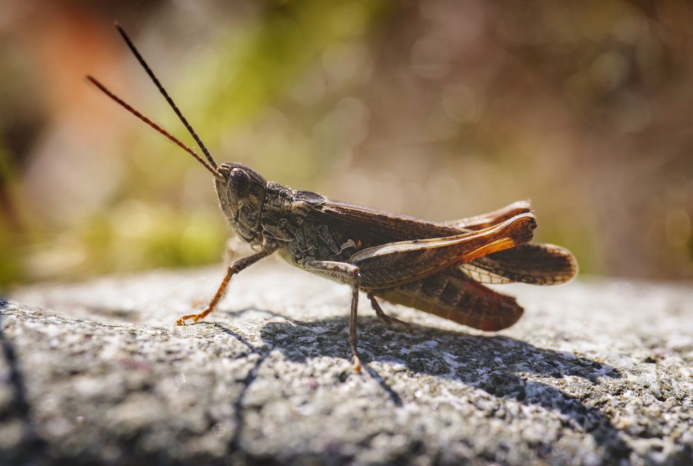 Photograph by Vaxo Janjgava