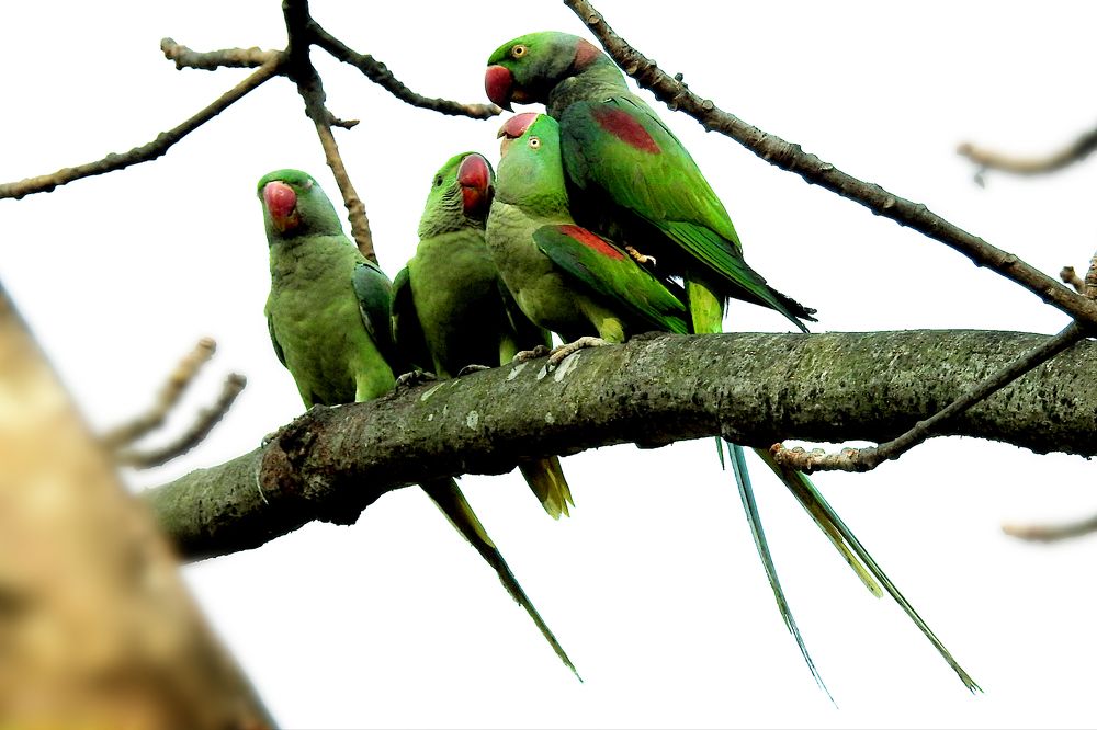 Photograph by Tanusri RoyChowdhury