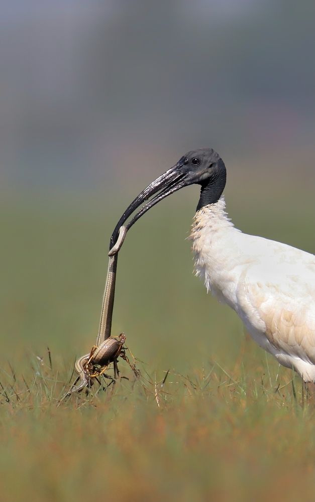 Photograph by Debtanu Baidya