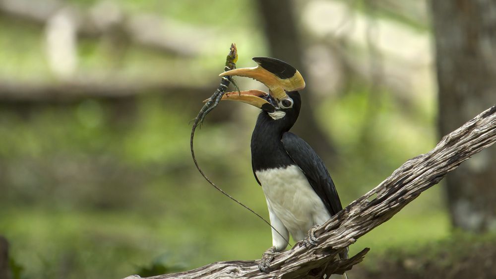 Malabar Hornbill with its prey