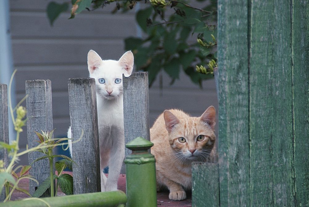 Кошки
