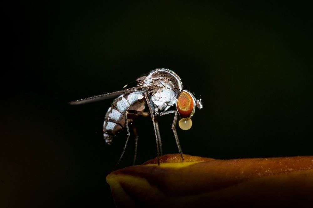 Mosquito with a drop