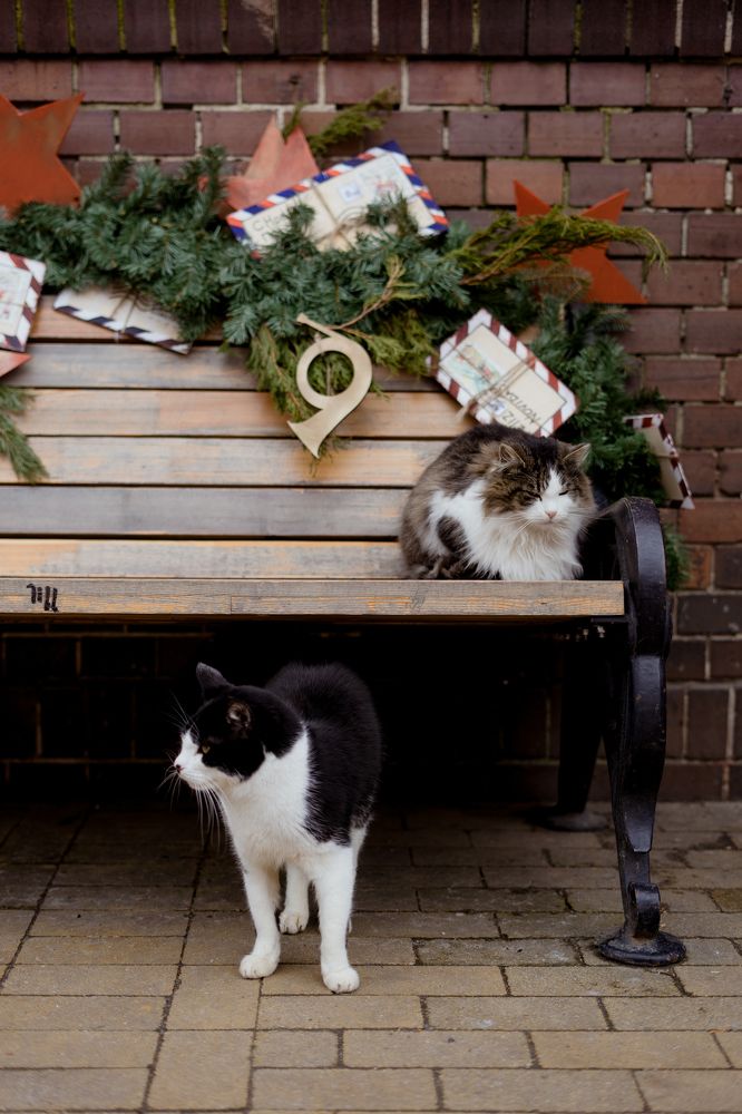 Photograph by Юлия Сенькина