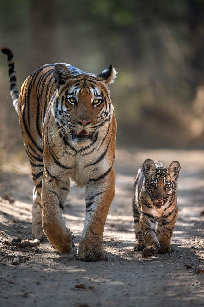 Matching Mother's Footstep