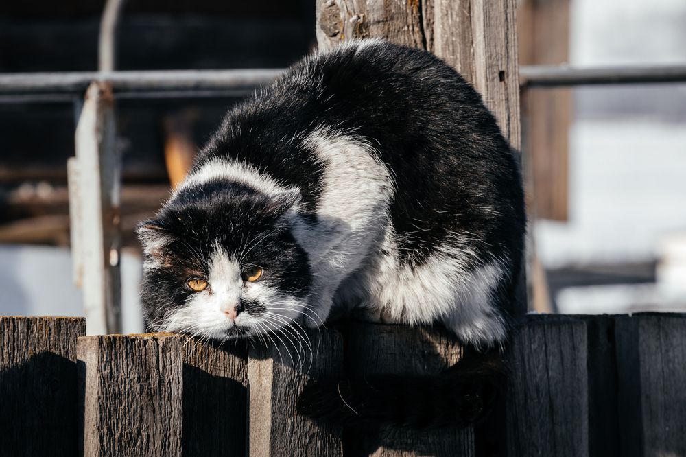 Photograph by Корчагина Оксана