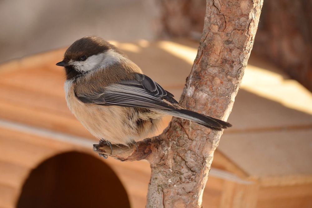 Мечтательница гаичка