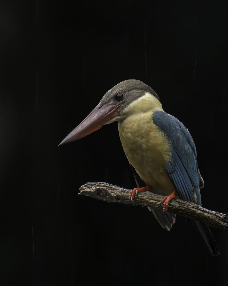 Stork-billed Kingfisher in the rain