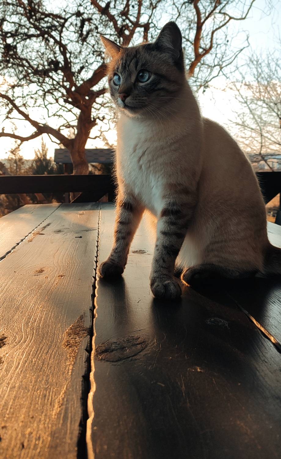 Photo #8914540