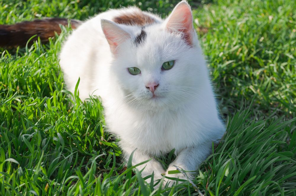 Photograph by Валерия Мандрика