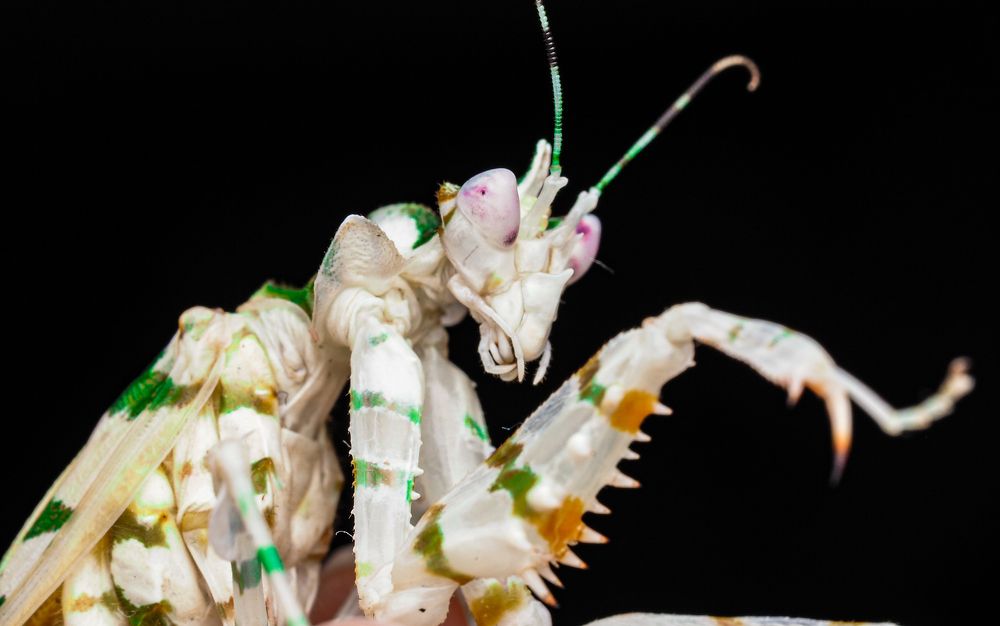 Photograph by Olga Link