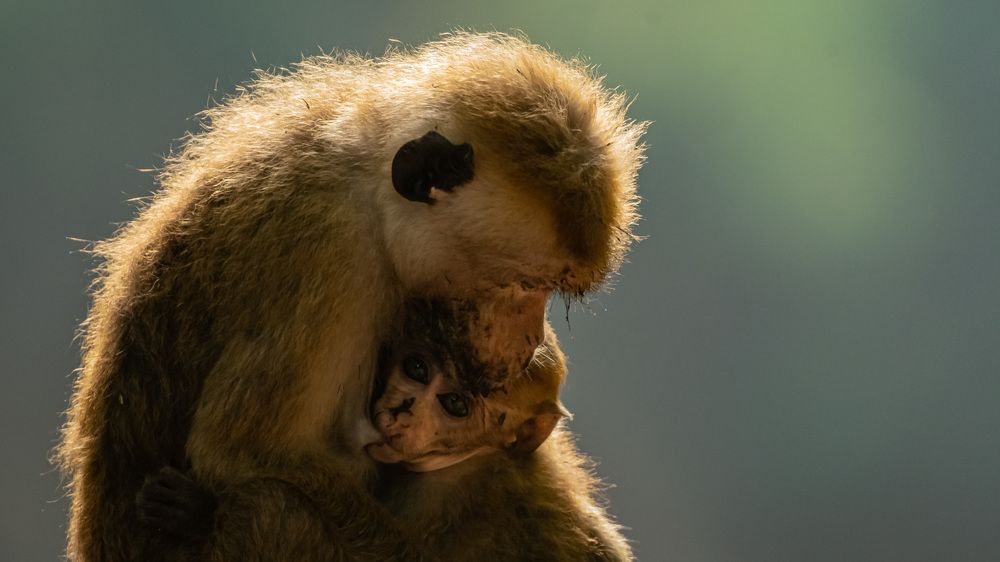 Photograph by Sampath Perera