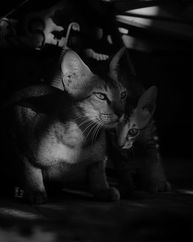 Photograph by Premal Nandpal