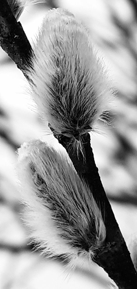 Photograph by Евгения Ульянова