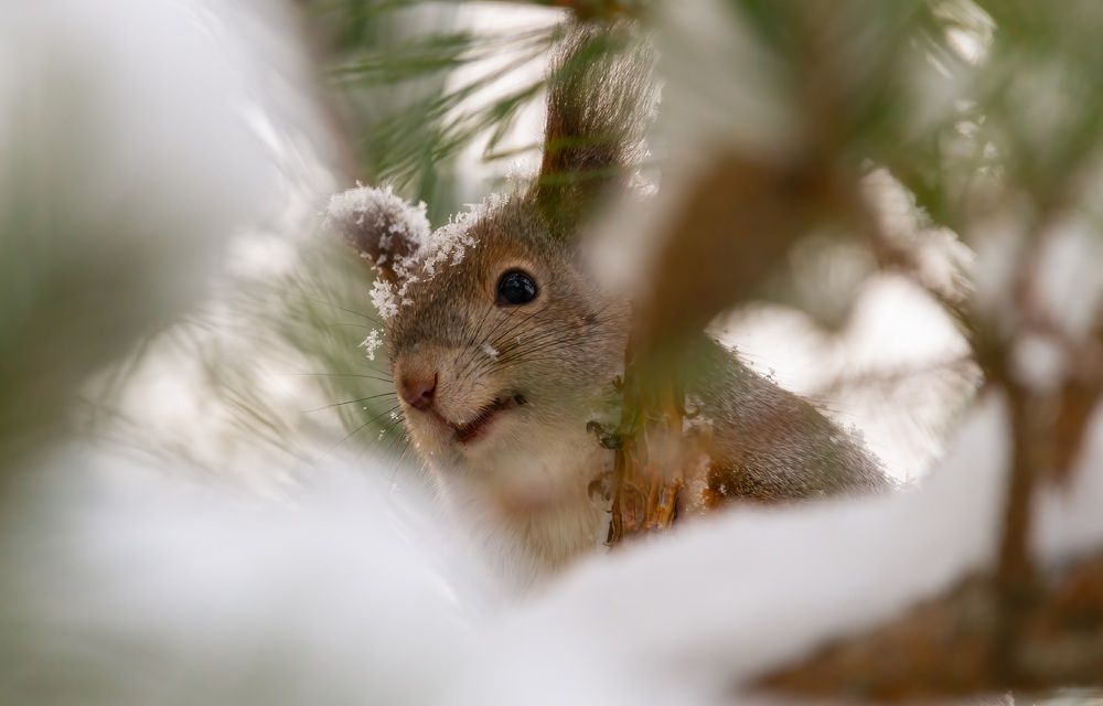 Photograph by Сергей