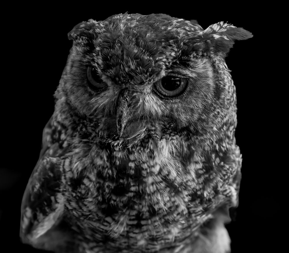 Фотография автора David Botha