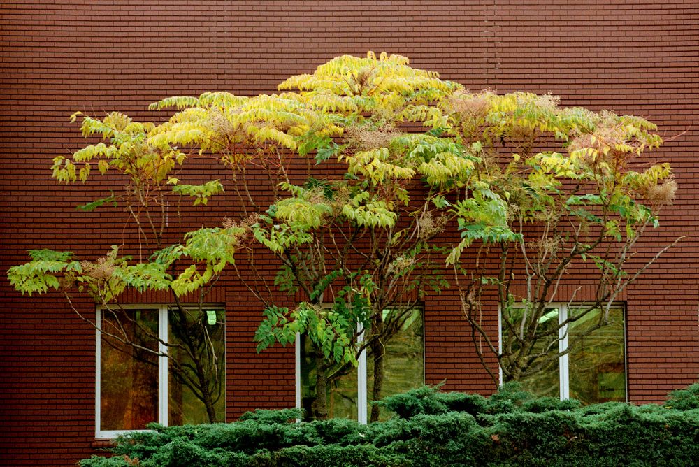 artificial or natural?