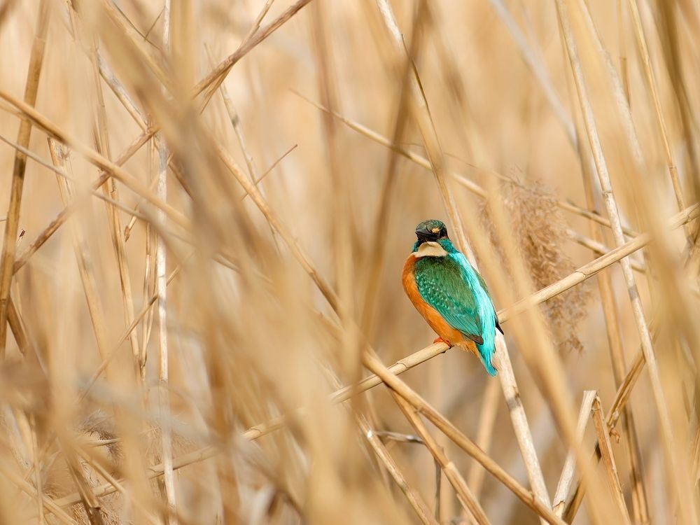 Photograph by Laurentiu Lupascu