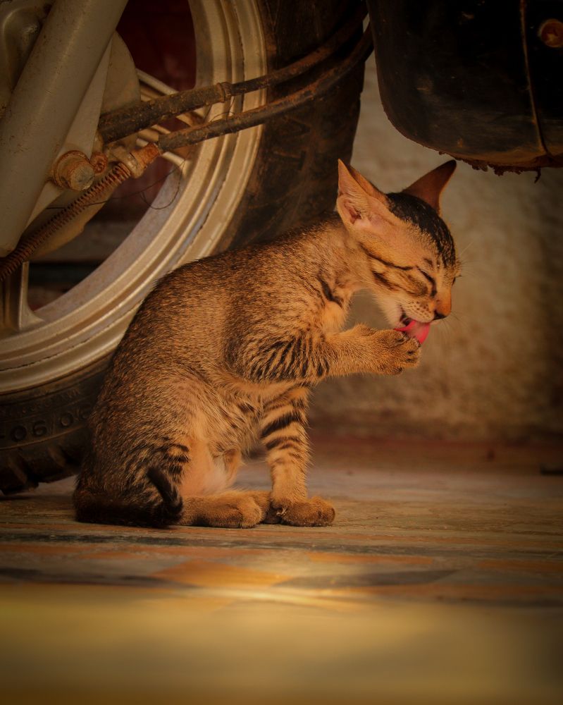 Photograph by Premal Nandpal