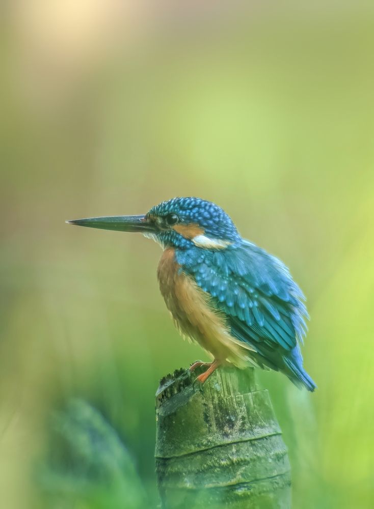 Photograph by INDRANIL MUKHERJEE