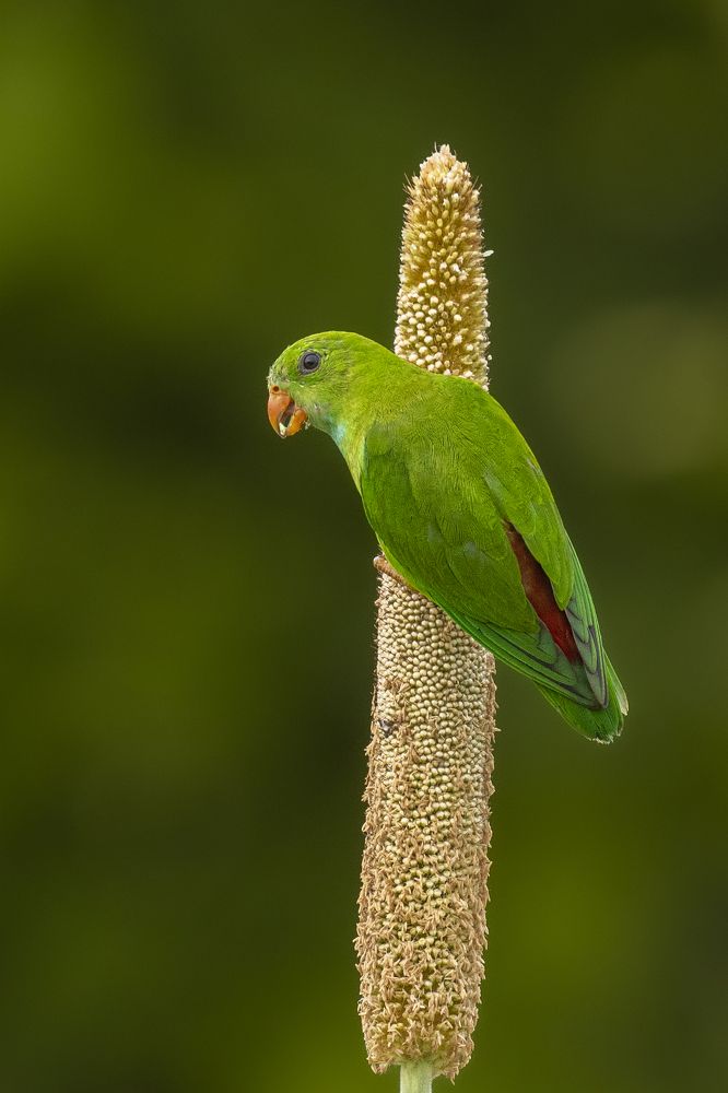 Photograph by Suman Paul