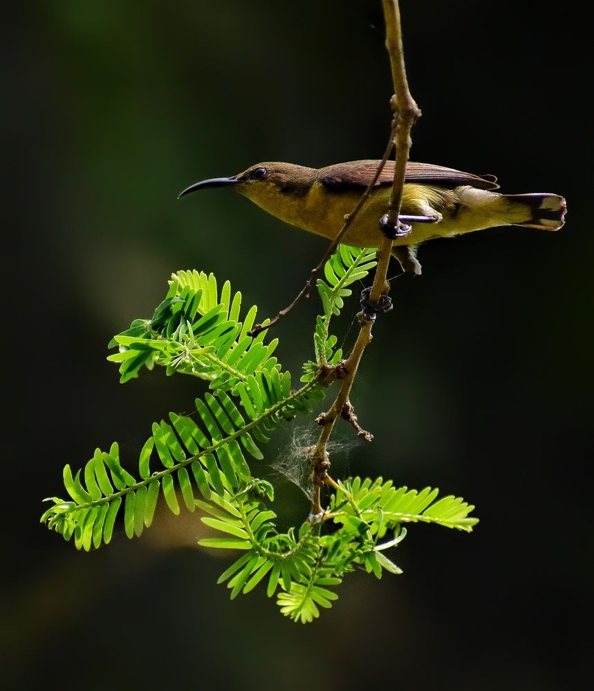 Photograph by Srinjoy