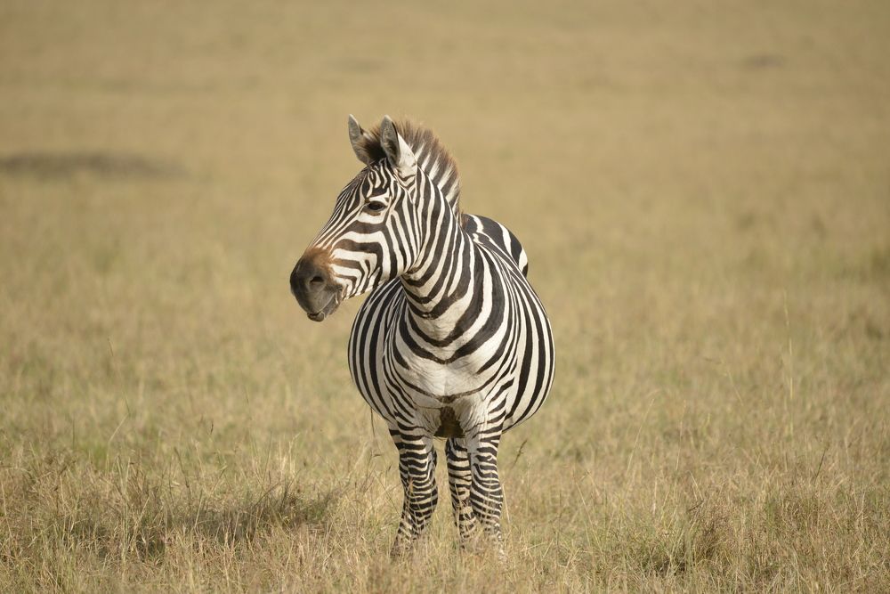 Photograph by Langat James
