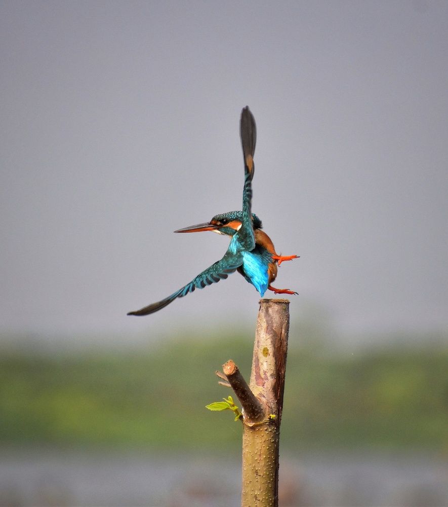 Photograph by Srinjoy