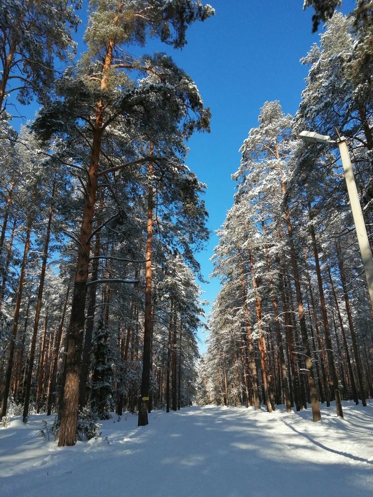 Сосновый бор