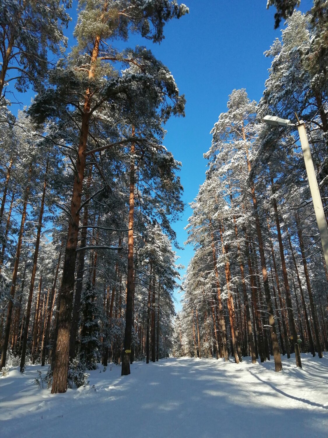 Сосновый бор
