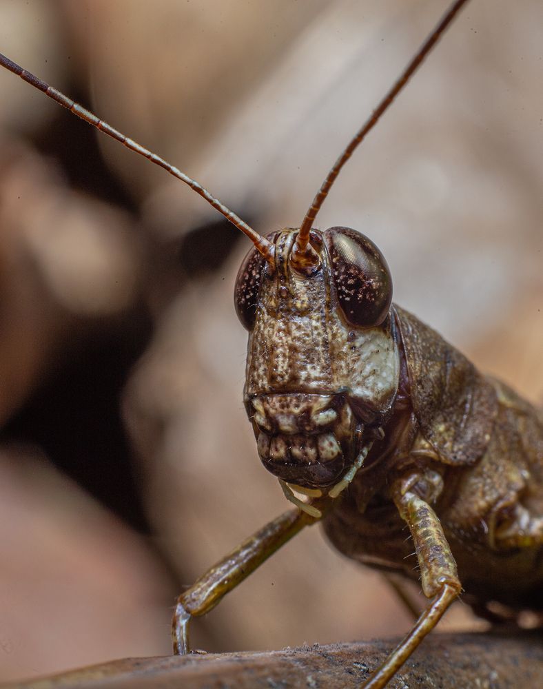 Фотография автора Laddu Sasindu Pramuditha De Silva