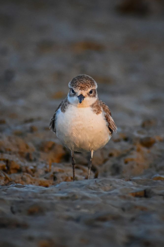 Photograph by Subrata Das