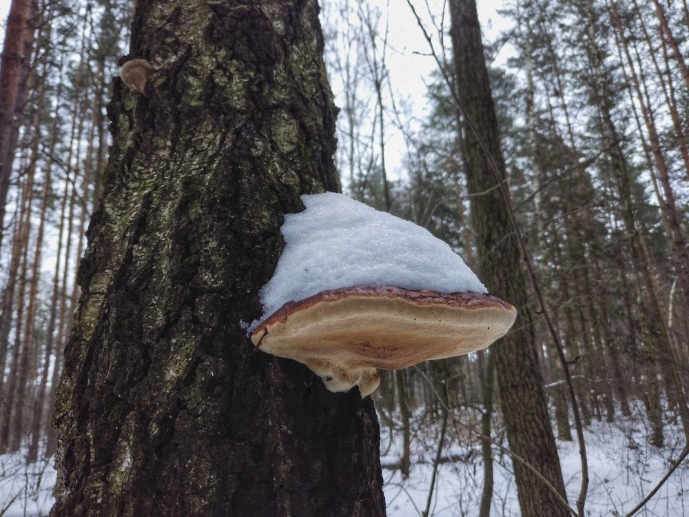 Photograph by Олег Ниделков