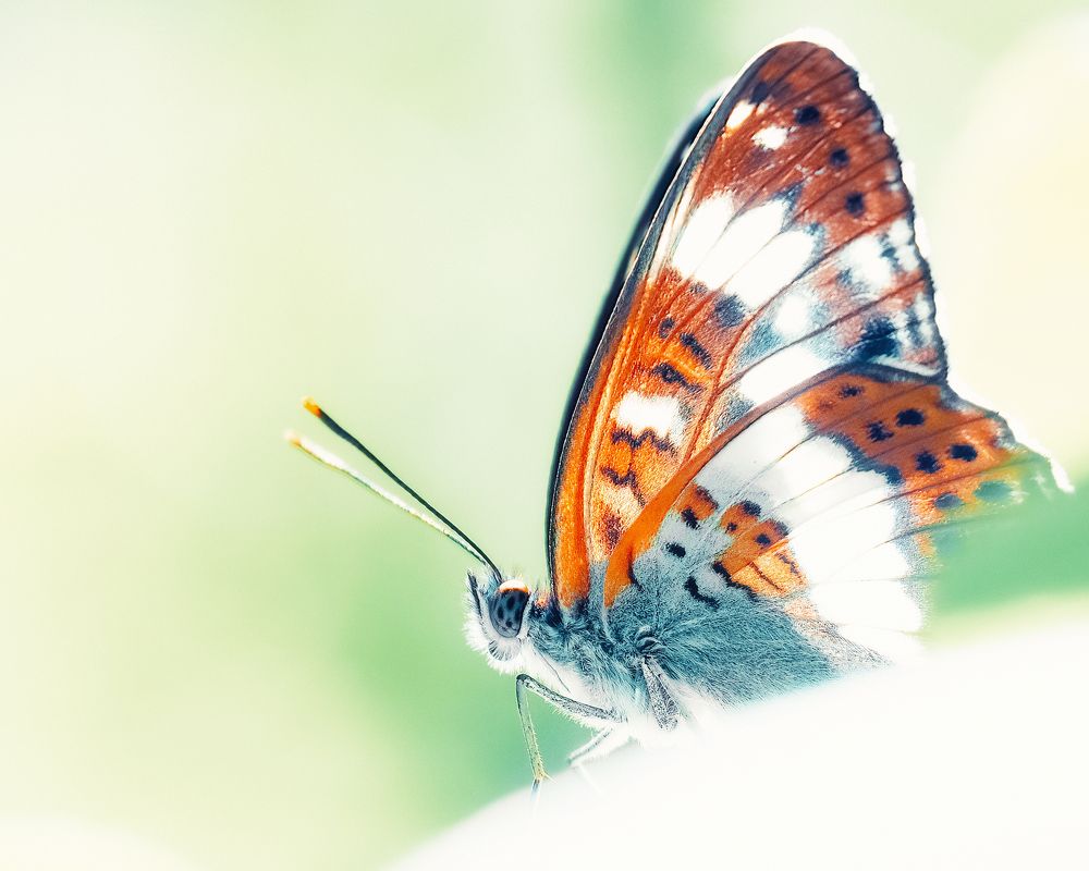 Photograph by Маргарита Смоленская