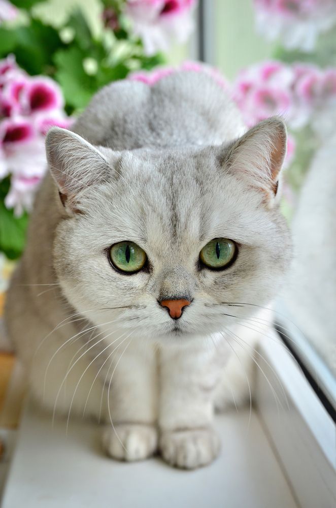 Фотография автора Алла Кожевникова