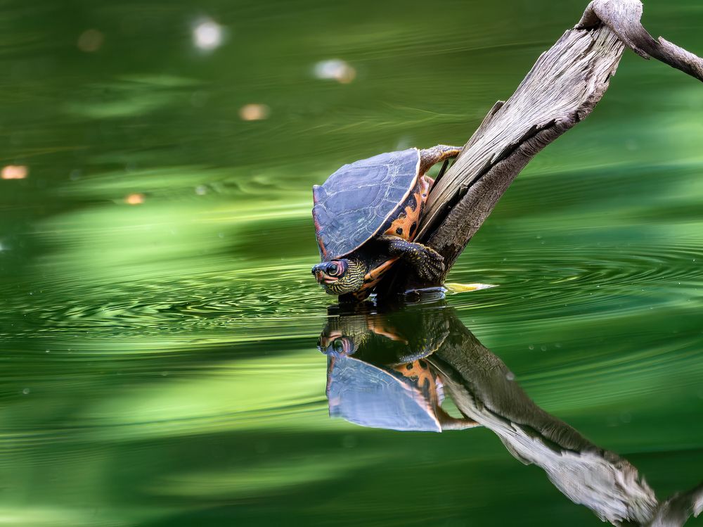 Reflection of turtle.