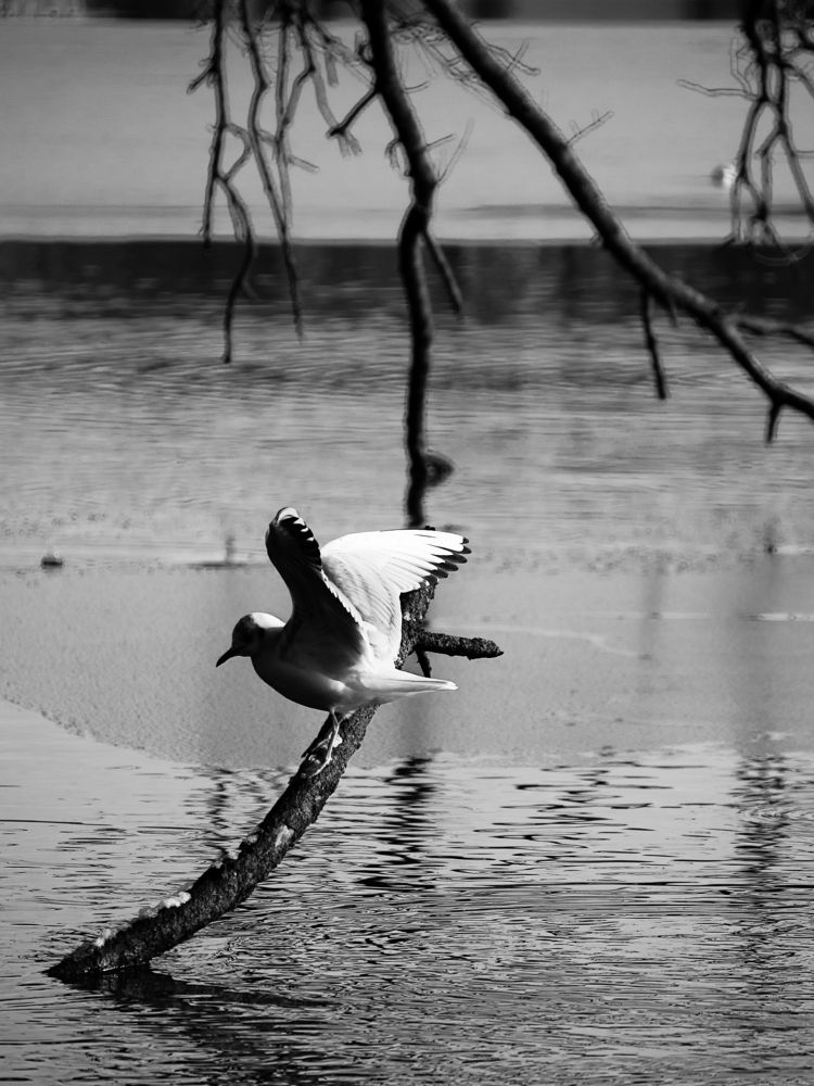 Photograph by Суковач Роман