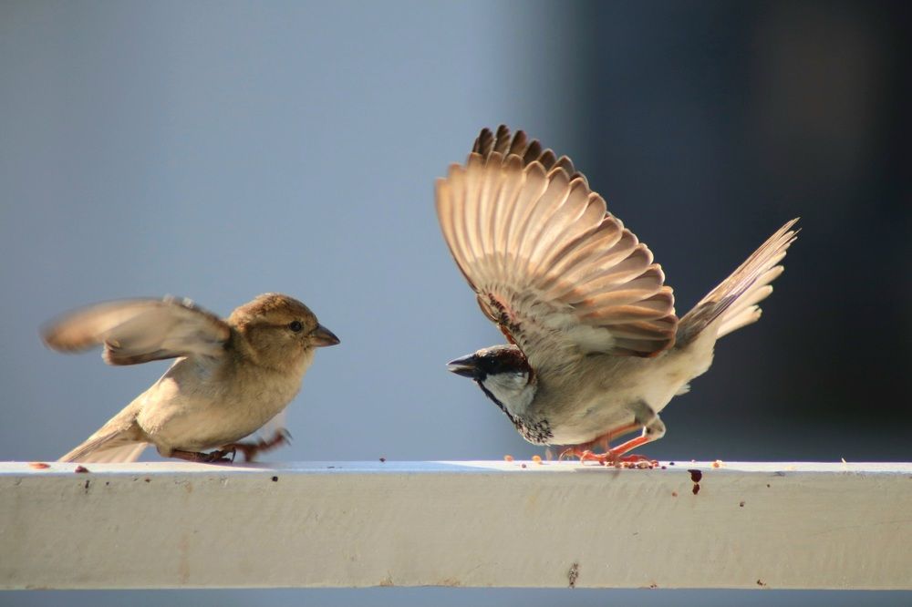 Photograph by Mostafa Shahriar