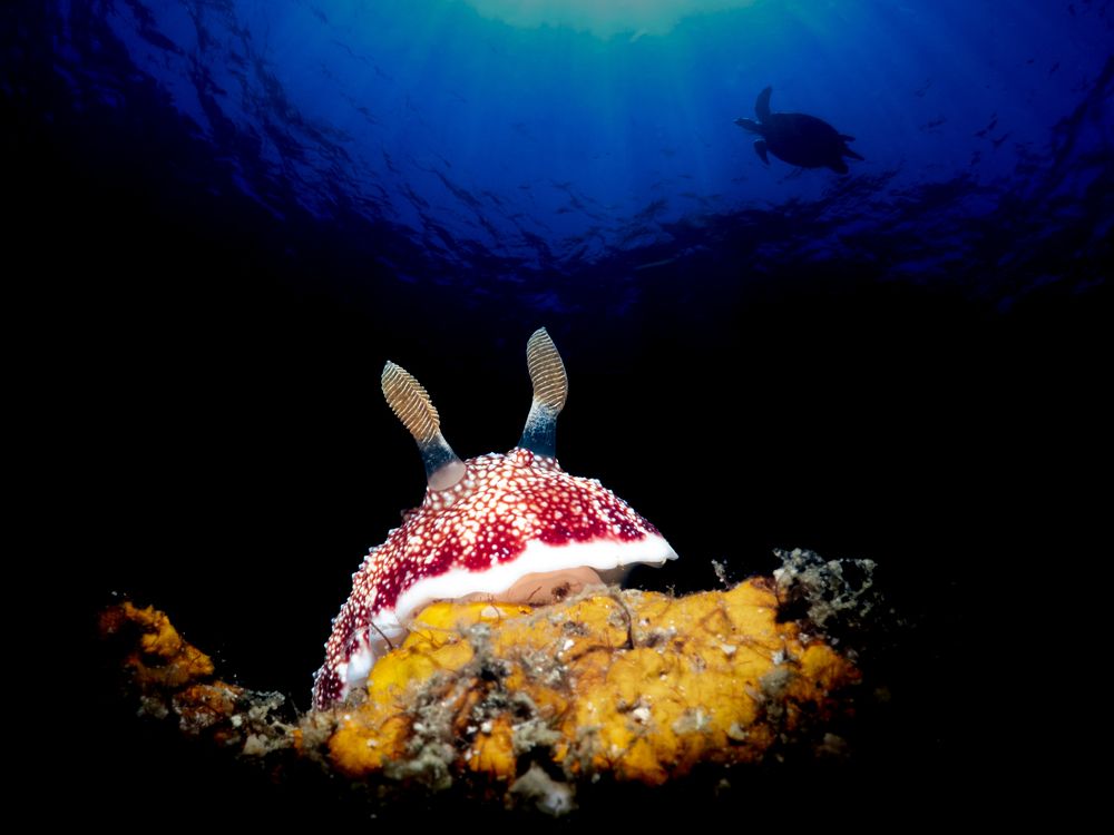 Фотография автора Francisco Sedano