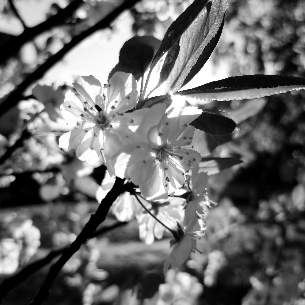 Photograph by Наталья Муравейко